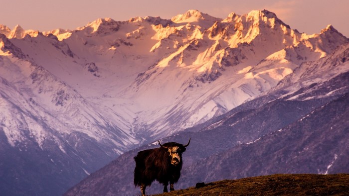 Yak in front of snow-capped mountains at sunset