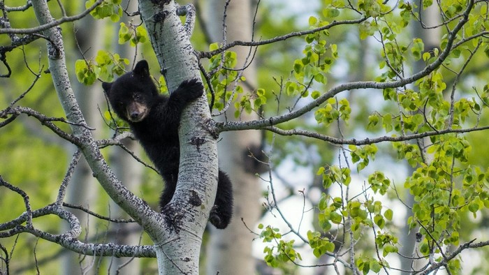Black bear cub climbing a tree