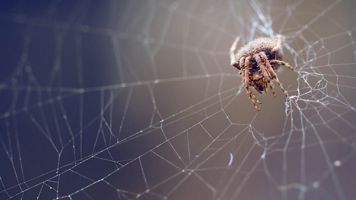 Spider on a web