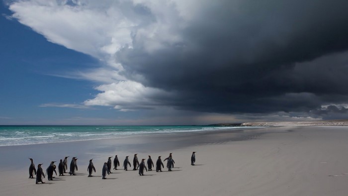 Penguins walking on a sandy beach with stormy clouds