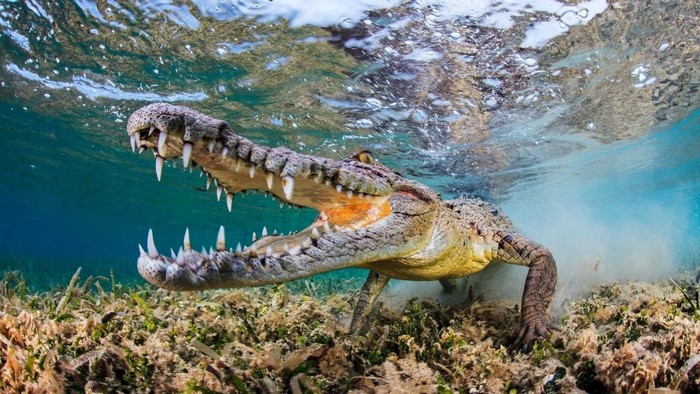 Underwater crocodile with open mouth and sharp teeth