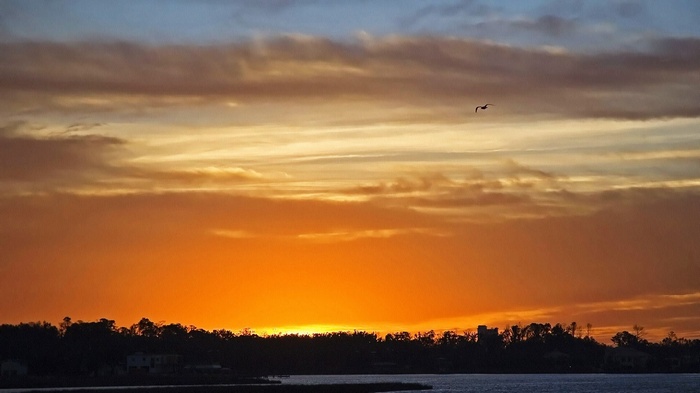 Sunset over water with silhouetted trees and a bird