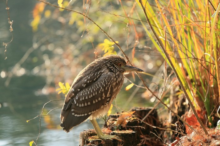 Juvenile Black-crowned Night Heron perched by water