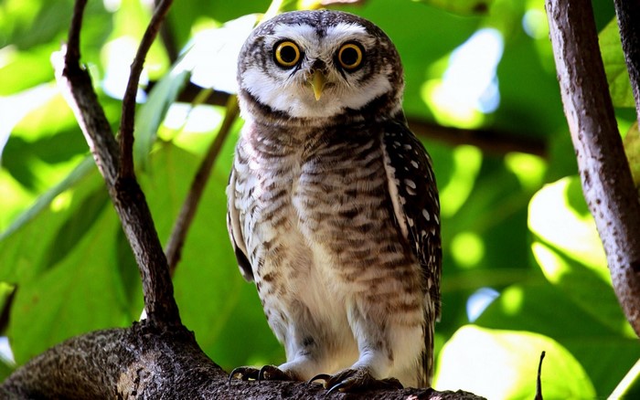 Spotted owl perched on a tree branch