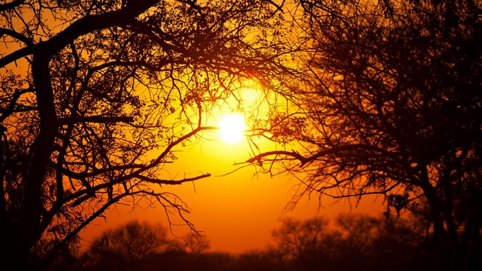 Silhouette of trees against a bright orange sunset
