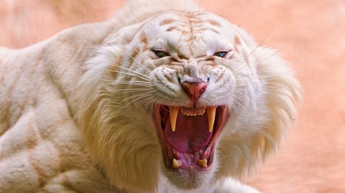 Roaring White Tiger with Fangs