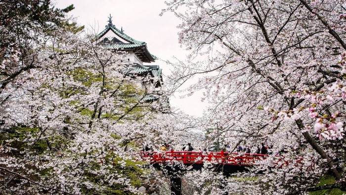 Japanese castle with cherry blossoms and a red bridge