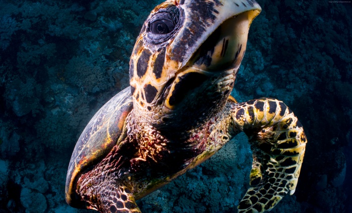 Hawksbill sea turtle swimming underwater near coral reef