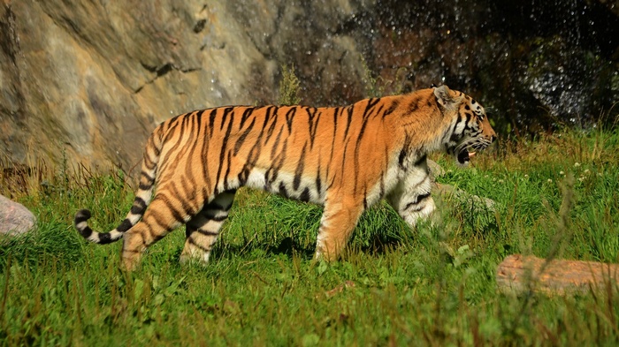 Tiger walking in a grassy area with a waterfall