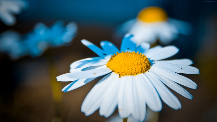 Macro shot of a white Gerbera daisy in 4K