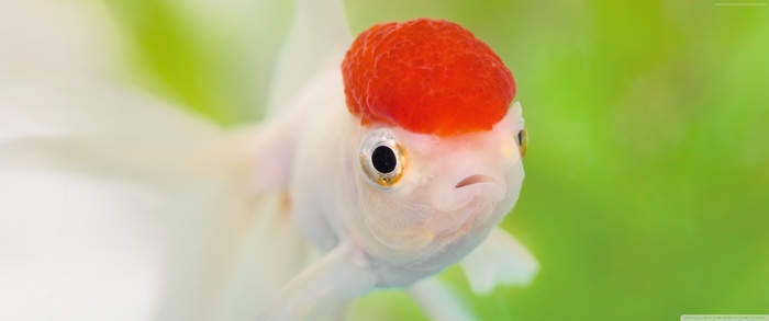 White goldfish with red wen