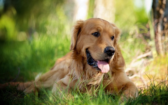 Golden Retriever dog lying in green grass