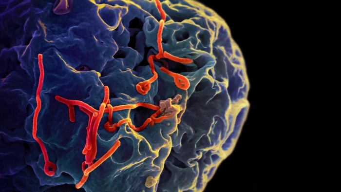 Ebola virus infecting a cell
