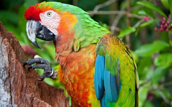 A colorful parrot perched on a tree branch