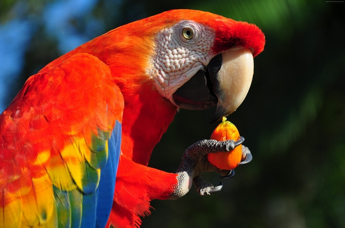 Scarlet Macaw parrot eating a small orange fruit