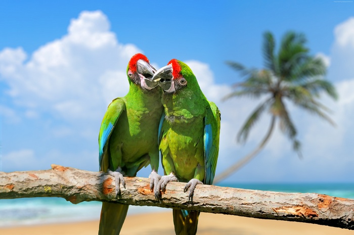Two green parrots on a branch at the beach