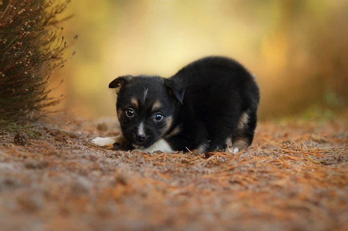 A small black puppy lying on the ground