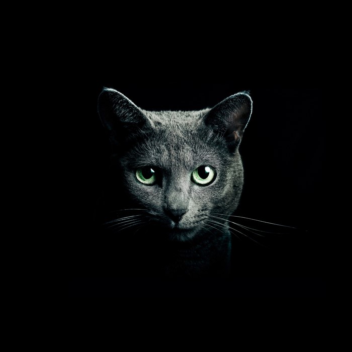 Russian Blue cat with green eyes on black background