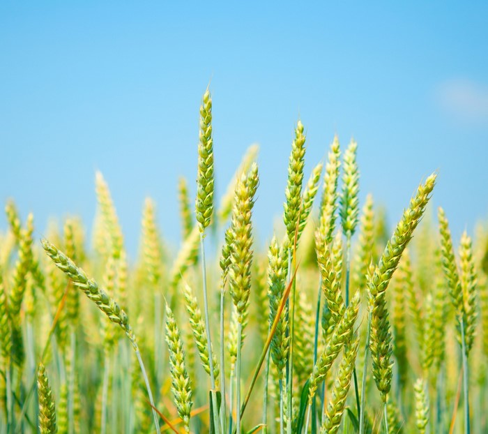 Field of green wheat under a clear blue sky