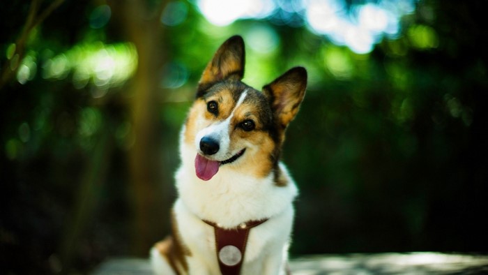 Pembroke Welsh Corgi dog with tongue out
