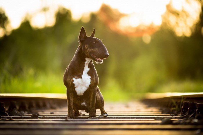 Bull Terrier dog sitting on train tracks at sunset