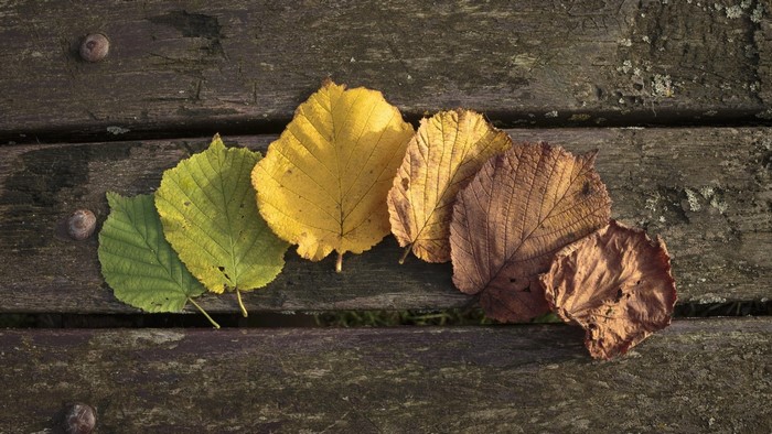 Autumn leaves on a wooden surface