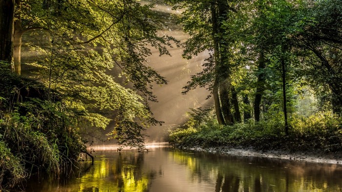 Sunlight filtering through trees onto a forest river