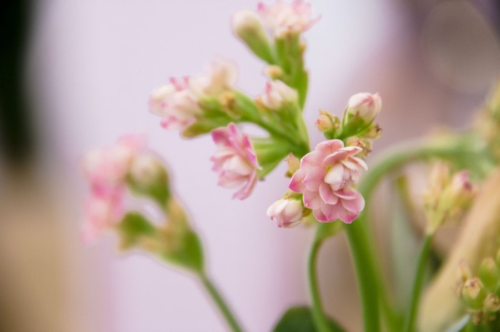 Close-up of pink and white kalanchoe flowers