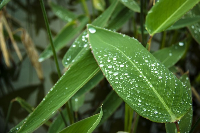 Close-up of green leaves with water droplets