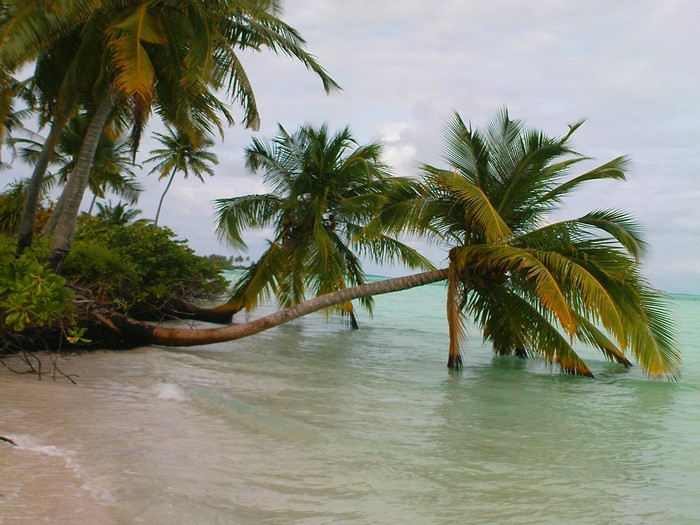 Palm trees leaning over a tropical beach and turquoise water