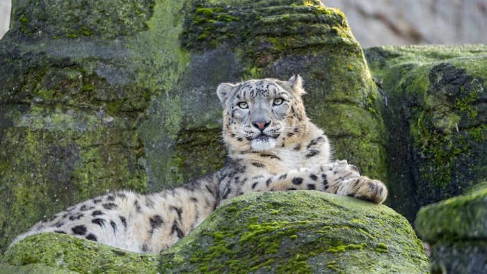 Snow leopard resting on mossy rocks