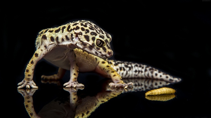 Leopard Gecko with a Mealworm