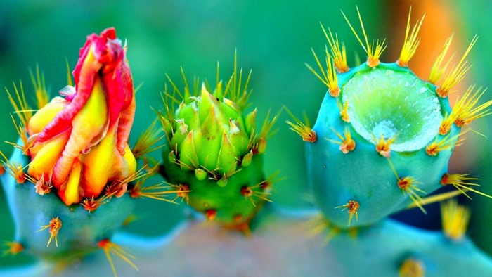 Colorful Cactus Buds with Sharp Thorns