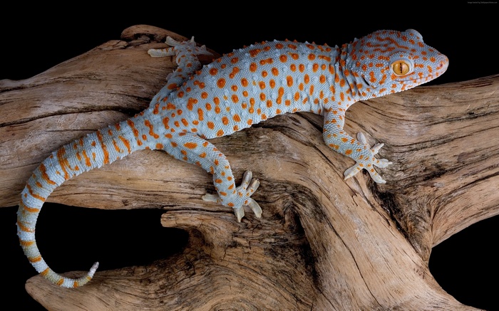 Tokay Gecko on a Driftwood Branch