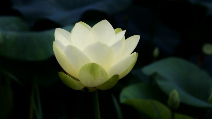 leaves, flowers, nature, closeup, green, yellow, white flowers, petals ...