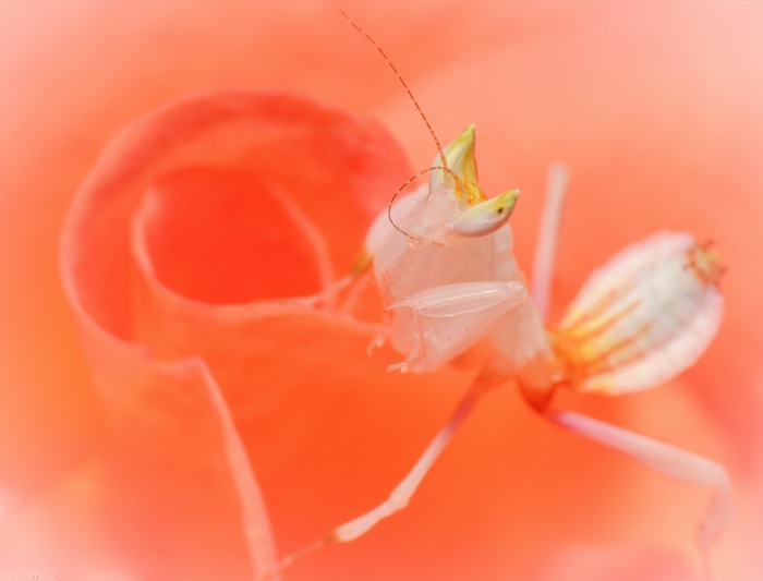 Orchid Mantis on a Pink Flower