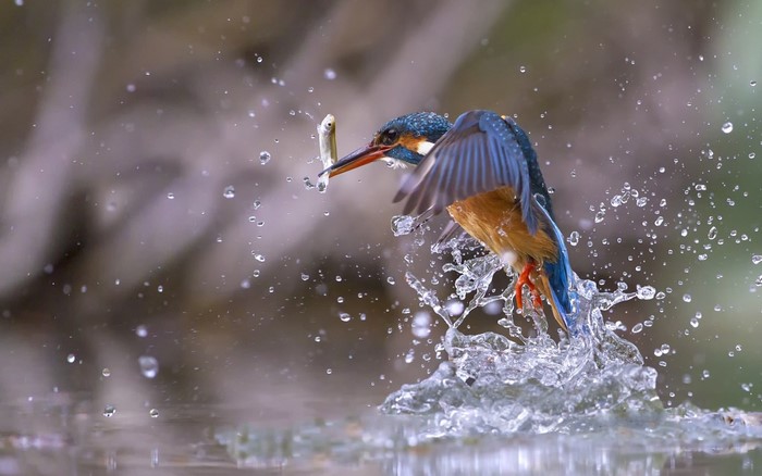 Kingfisher bird catching a fish in water