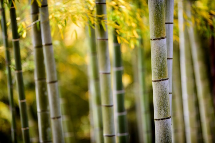 Bamboo stalks with sunlight filtering through yellow leaves