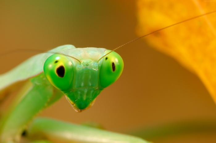 Close-up of a green praying mantis