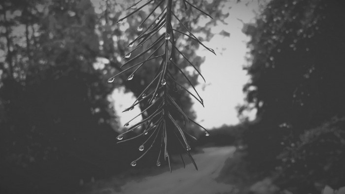 Monochrome pine branch with water droplets in forest