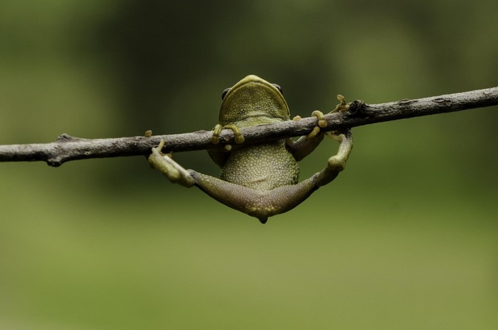 Frog hanging from a branch