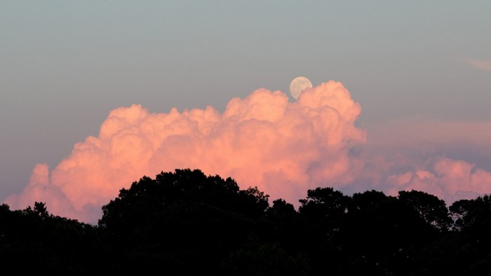 Moon behind pink clouds over silhouetted trees