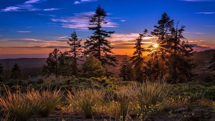 Sunset over a forest landscape with sun rays