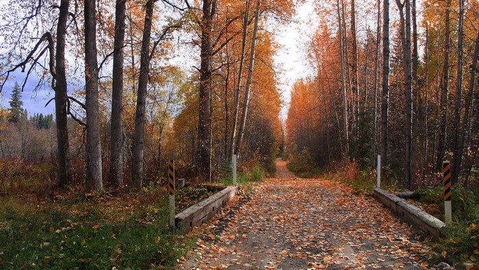 Autumn forest road with fallen leaves and bridge