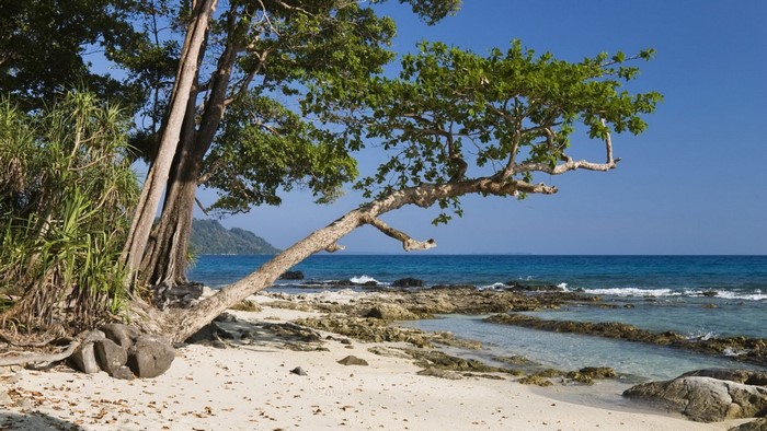 Tropical beach with leaning tree and blue ocean