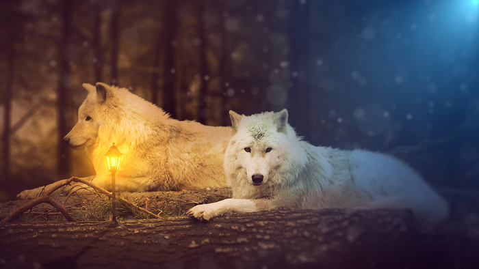 Two wolves in a forest with a lantern