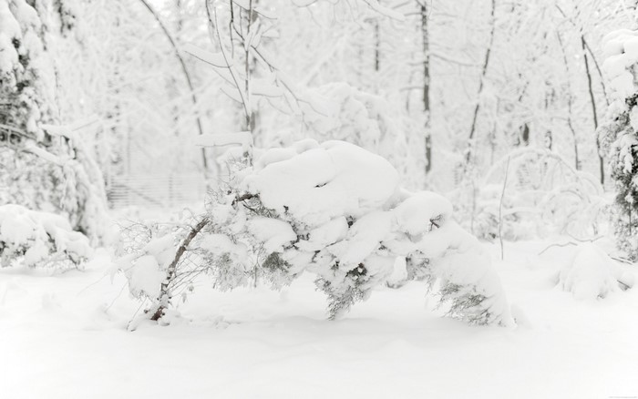 Snow covered tree branches in a winter forest