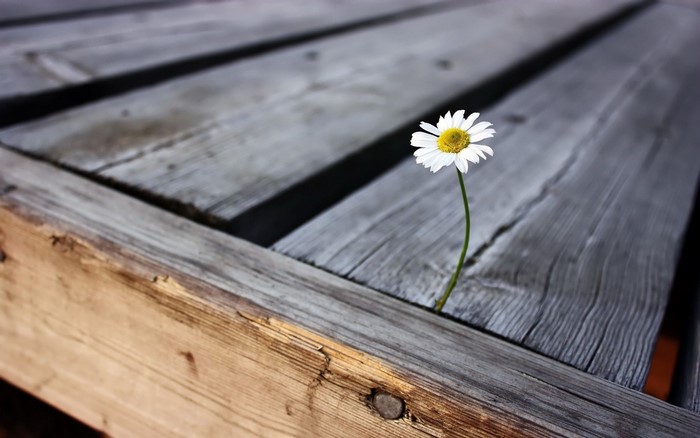 A single daisy flower grows through wooden planks