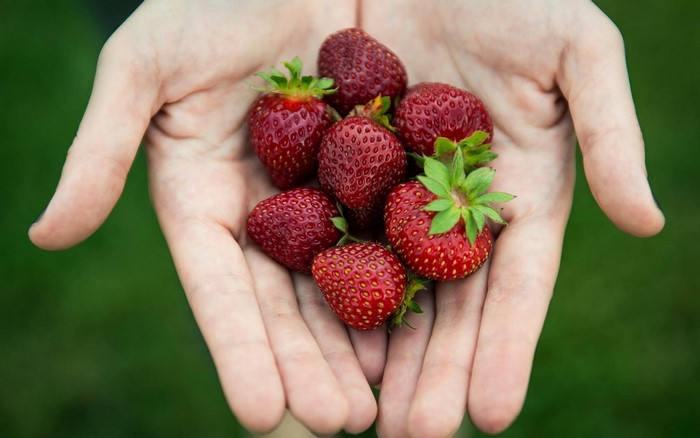 Hands holding fresh strawberries