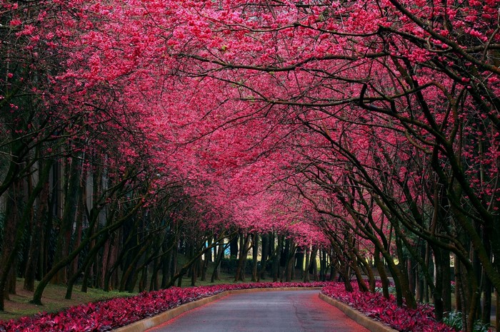Road lined with blooming cherry blossom trees